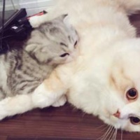 くみっきー 自慢の猫を改めて紹介