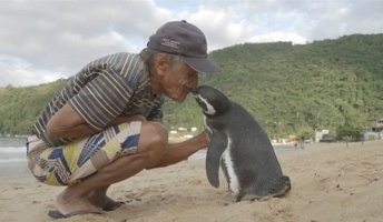 『命の恩人に会うために』毎年8000キロを旅するペンギン（ブラジル）