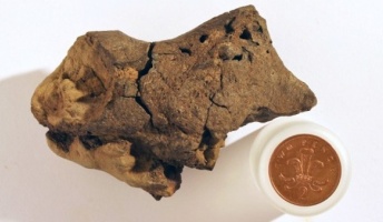 イギリスで発掘の化石、なんと竜の脳だった・・・史上初の発見(※画像あり)
