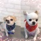 チワワ シャンプーカット☆