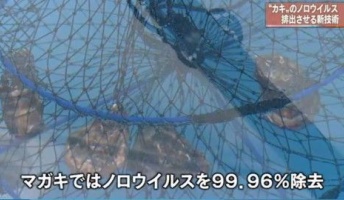 【凄い】泡でカキのウイルス除去技術開発 実験したらマガキではノロウイルスを99.96%除去できました