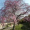 枝垂れ桜