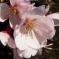 咲きはじめた桜