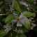 庭の花 「5月の続き」