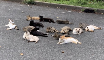 ネッコが集会してたンゴ(画像あり)