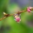 みずひき草、みずたま草に