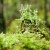 雨池　苔の八ヶ岳山行