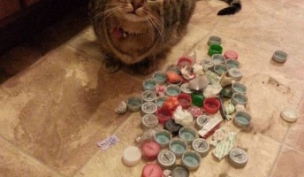 猫の収集本能がこんなにスゴイとは 「これ全部私のコレクションだニャン!」