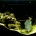 �Ȥ���ޥ��������μ���ʥĥ��ۥ���,Speckled blue grouper��