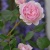 �Х餬�餭�ޤ���