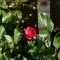 Garden ! Garden ! Garden !