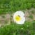 世羅高原のお花