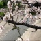我が町の桜の名所の景観です(^.-)☆(13)