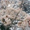 しののめ周辺お花見情報♪ その1 〜2度おいしい?!編〜