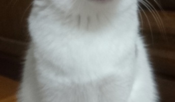 ダイコン猫、コロコロを怖がる