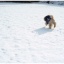 初めての雪