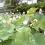 国指定名勝 御薬園！