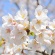 2018桜・さくら 春満開