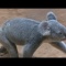 歩くコアラ ＆ ジャンプするコアラ / 東山動物園