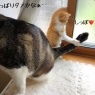 オトナ猫様の役割