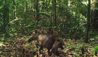 幻のジャングル犬の親子を撮影、おそらく初、アマゾン
