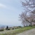 秦野市 菜の花台の桜 2012