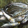 ★興津川　渓流釣果（5月９日）　鮎解禁前最後の釣行？★
