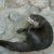 アクア・トトぎふ　上からコツメ