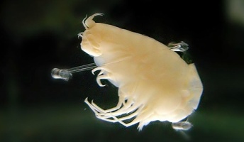 深海1万mに強靭な「アルミニウム装甲」のエビがいる