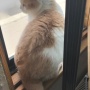 窓辺は猫の大好きな場所～♪
