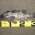 Seabass 27