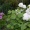 mother's garden