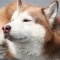 一 番 か わ い い 犬 は 柴 犬