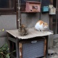猫の細道