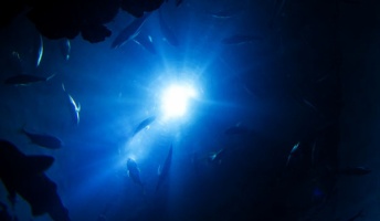 深海とかいう宇宙より行くのが難しい世界wwwwww(画像あり)
