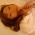 �ޤߤ줿����