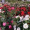 薔薇園