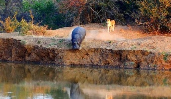 ライオンに追われたカバ、機敏に水中に飛び込み難を逃れ、振り返ってあざ笑う