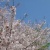 ルークでお花見ランチ☆