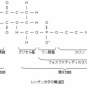 腸内細菌叢によるホスファチジルコリン代謝は、動脈硬化を促進する～N Engl J Med 2013; 368:1575-1584