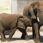 とべ動物園モーニングツアーに行ってきた