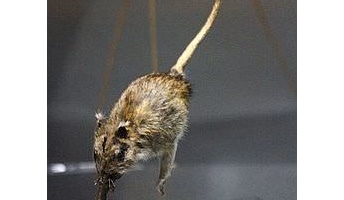 【恐怖】鼻行類とかいう謎の多すぎる動物…w