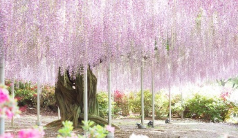 あしかがフラワーパークで撮った写真を貼ってく!