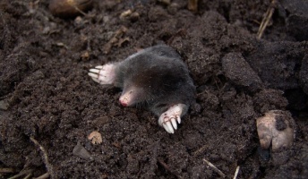 【レア?】実はリアルで見たことない生き物wwwwwwww