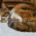 うおのめネコ 2012.05.05 (その3) #neko #neco #cat #nikon