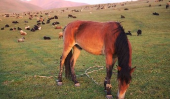 遊牧民に憧れたからキルギスで臆病な馬に乗って旅を始めたバカだけど【後編】