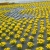 世羅高原のお花