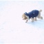 初めての雪