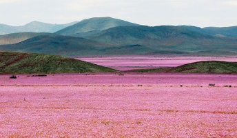 砂漠に一面咲き乱れる花々!乾燥しきった土地なのに色彩豊かに大変身