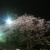 夜景と夜桜